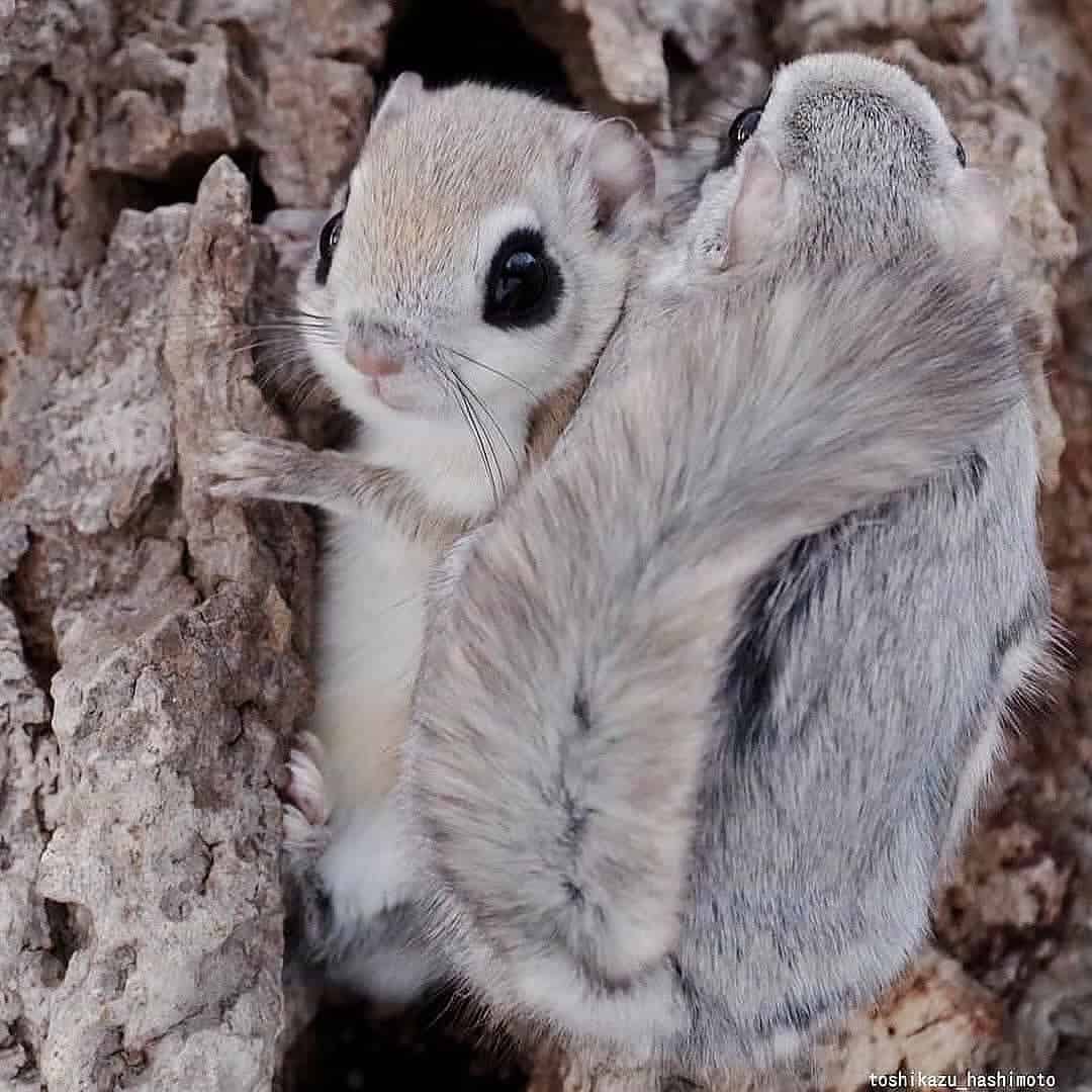 Siberian flying squirrels - Update News 360 | English News Online ...