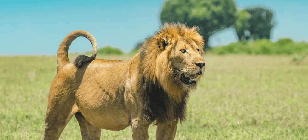 Legacy of Olobor: The Black Rock Lion of Maasai Mara